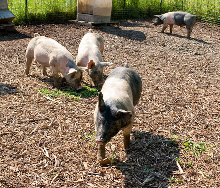 Hiram Farm Pigs