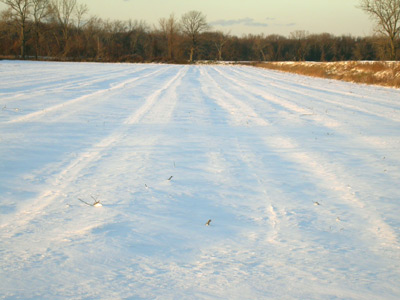 Snow Field