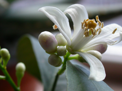 Lemon Blossom